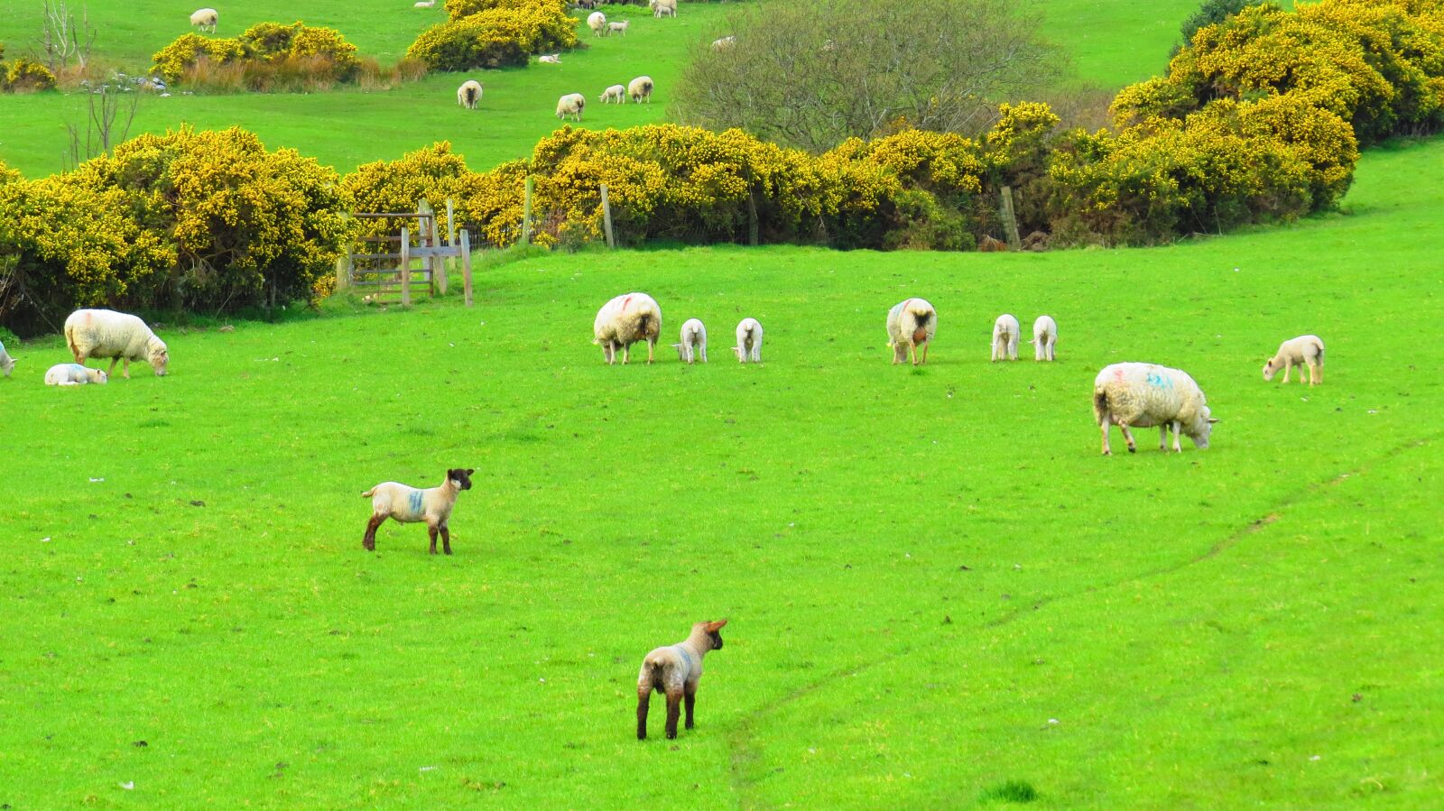 Canon PowerShot SX50 HS sample photo. Ireland, sheep, green photography
