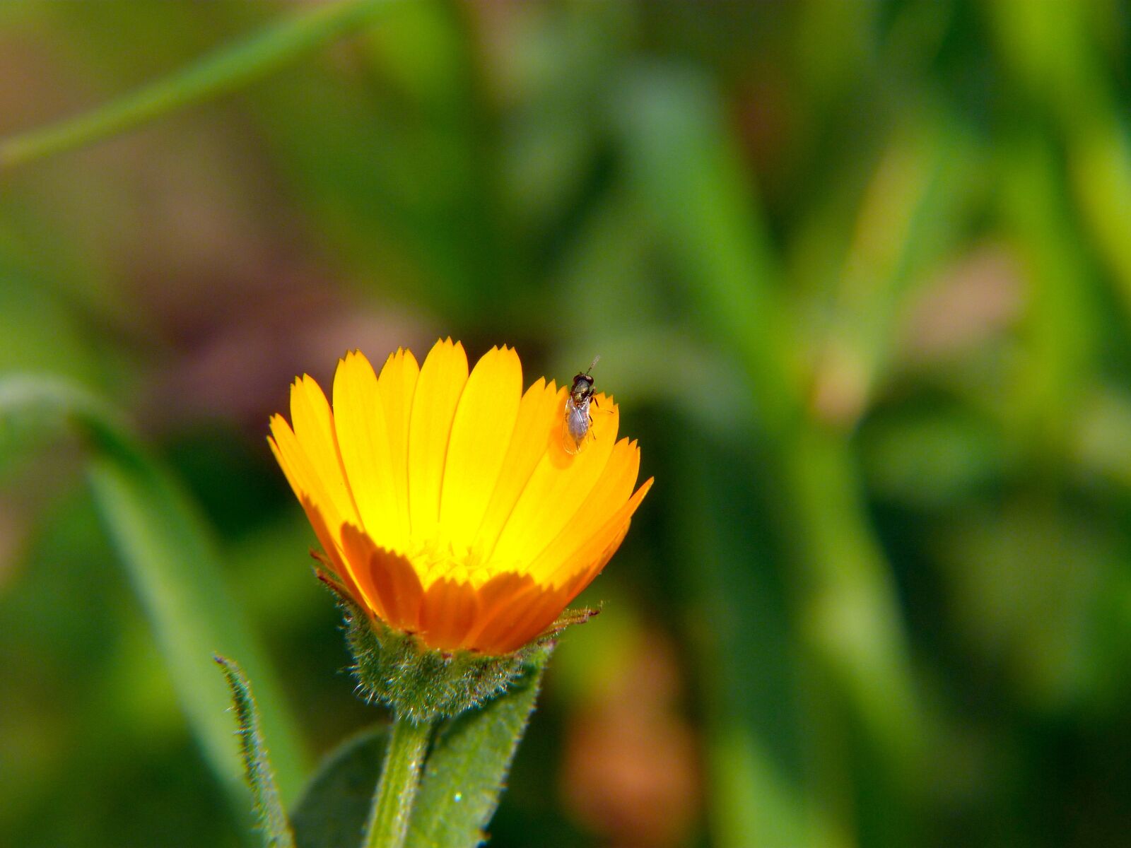 Panasonic Lumix DMC-FZ40 (Lumix DMC-FZ45) sample photo. Nature, plant, flower photography