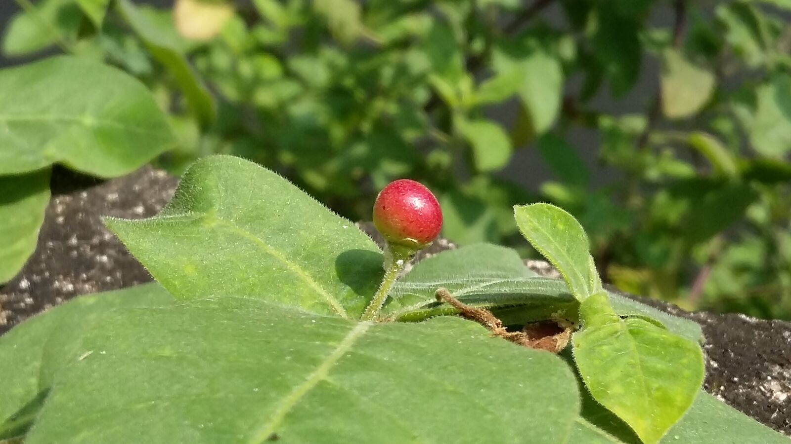 Samsung Galaxy Grand Prime sample photo
