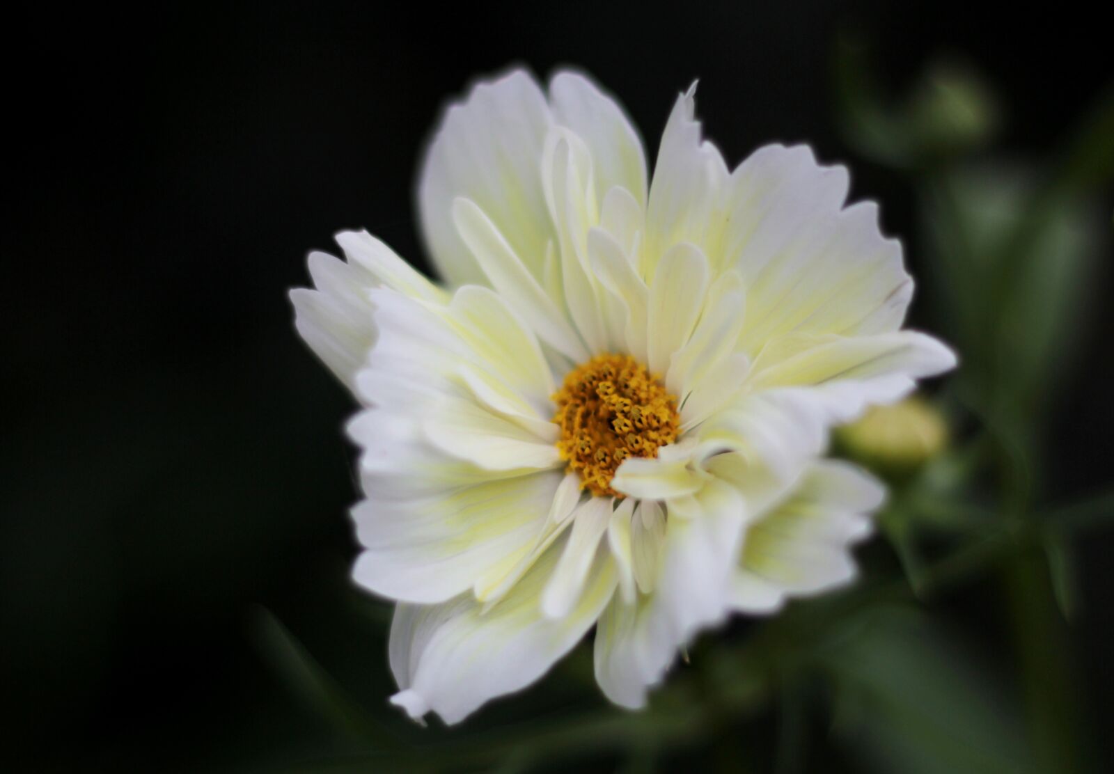 Canon EOS 600D (Rebel EOS T3i / EOS Kiss X5) sample photo. Cosmos, white, double photography