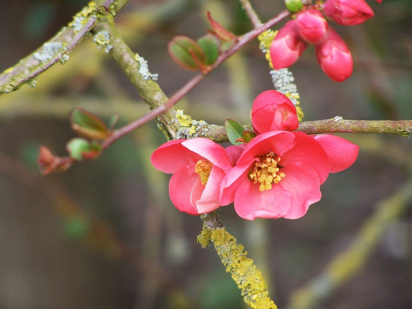 Kodak Z740 ZOOM DIGITAL CAMERA sample photo. Flowering tree, spring, bud photography