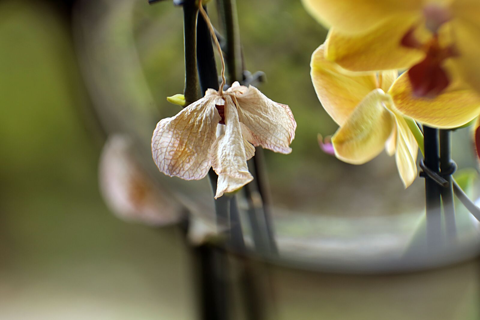 Canon EOS R sample photo. Glasses, close up, flower photography