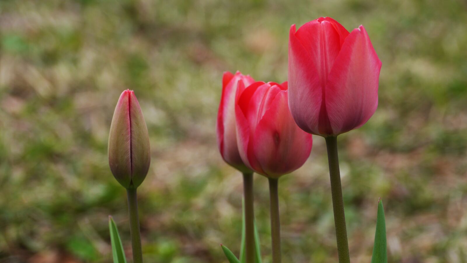 Panasonic Lumix DMC-GH3 sample photo. Nature, flowers, plants photography