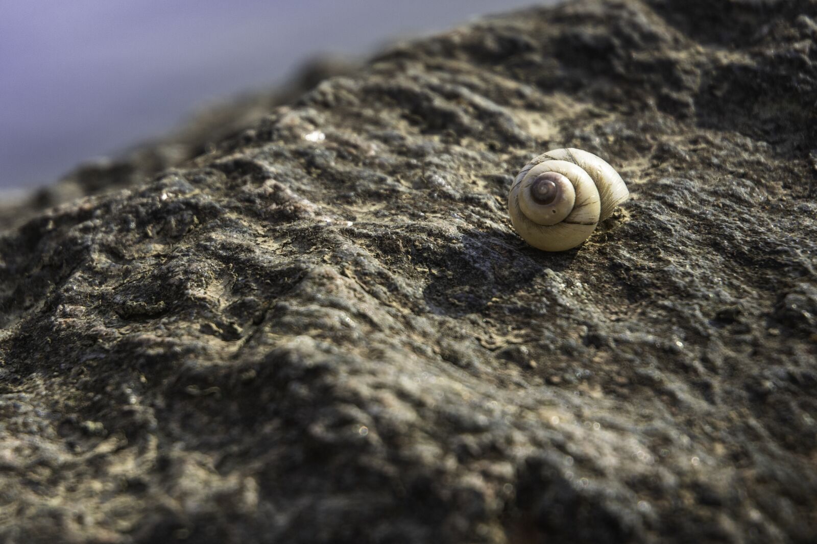 Nikon D7200 sample photo. Snail, rock, stone photography