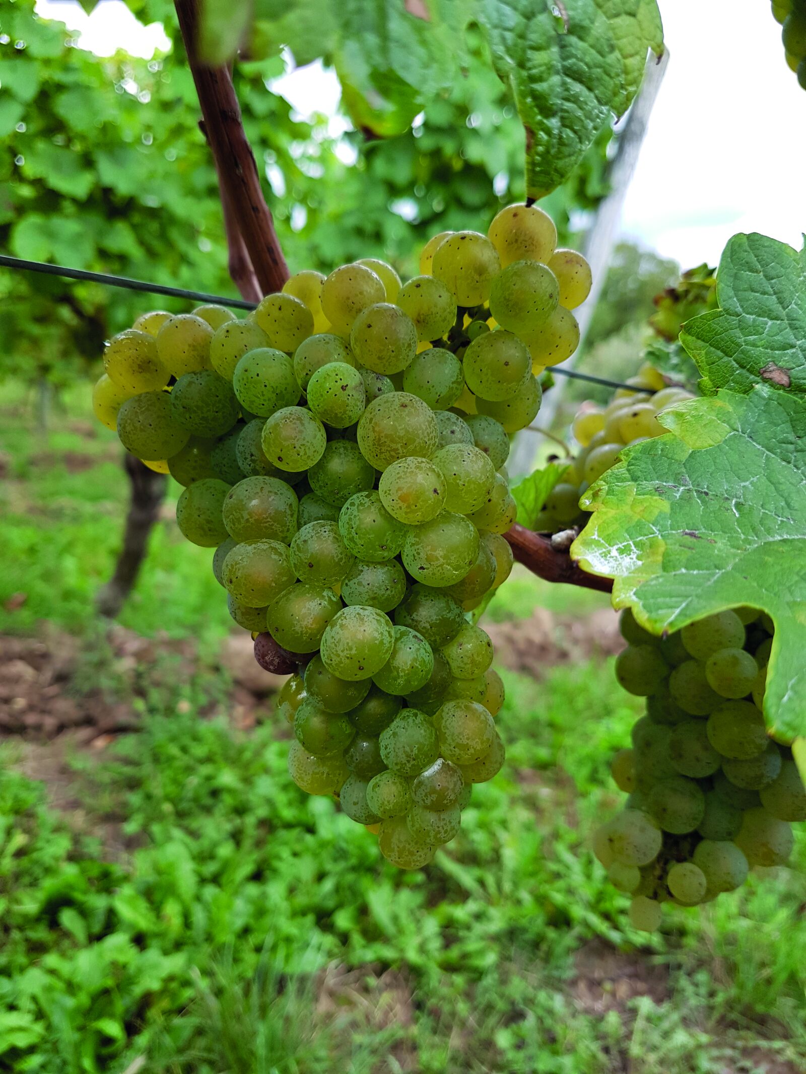 Samsung Galaxy S7 Edge sample photo. Wine, fruit, nature photography