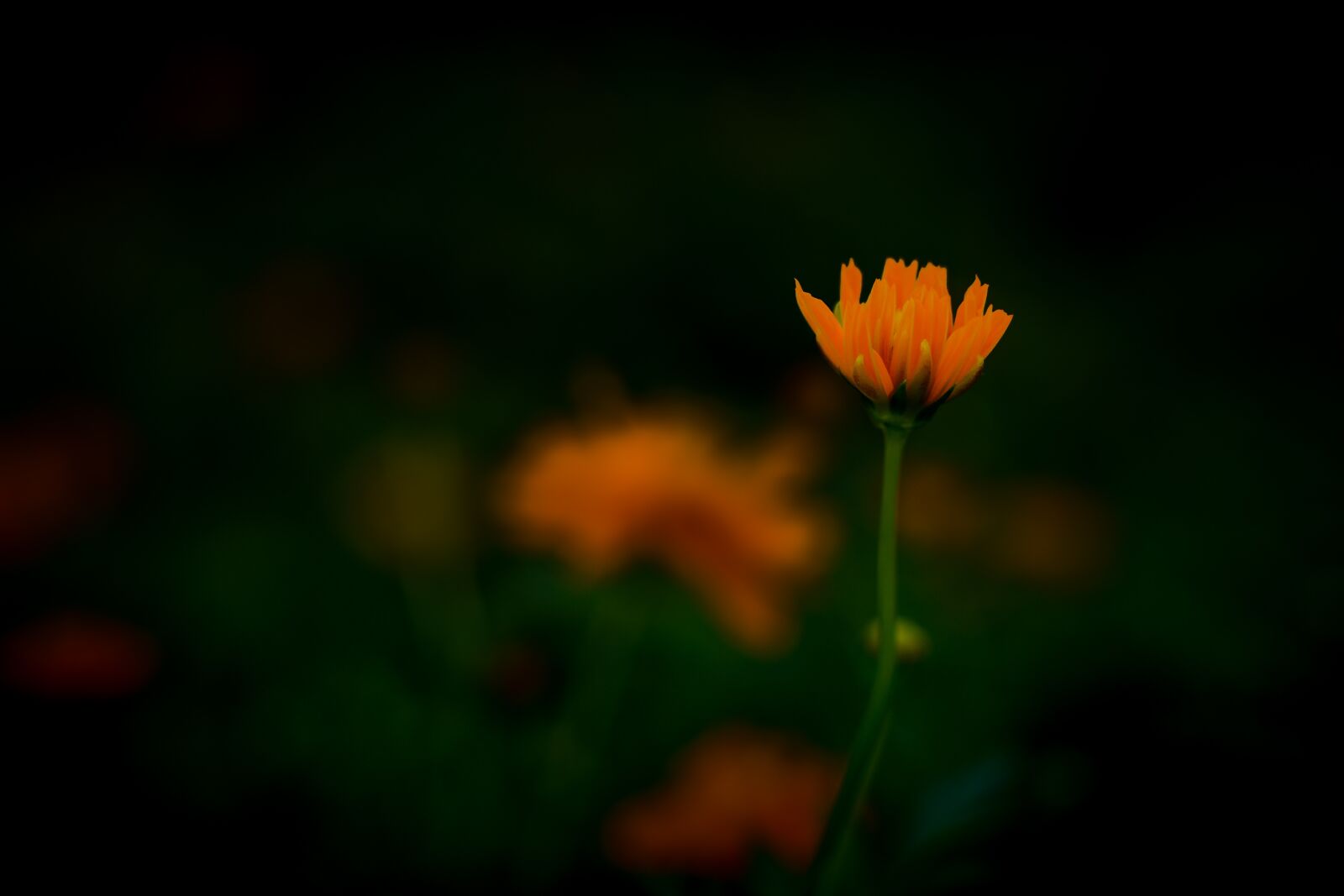 Nikon D500 sample photo. Orange, flower, bloom photography