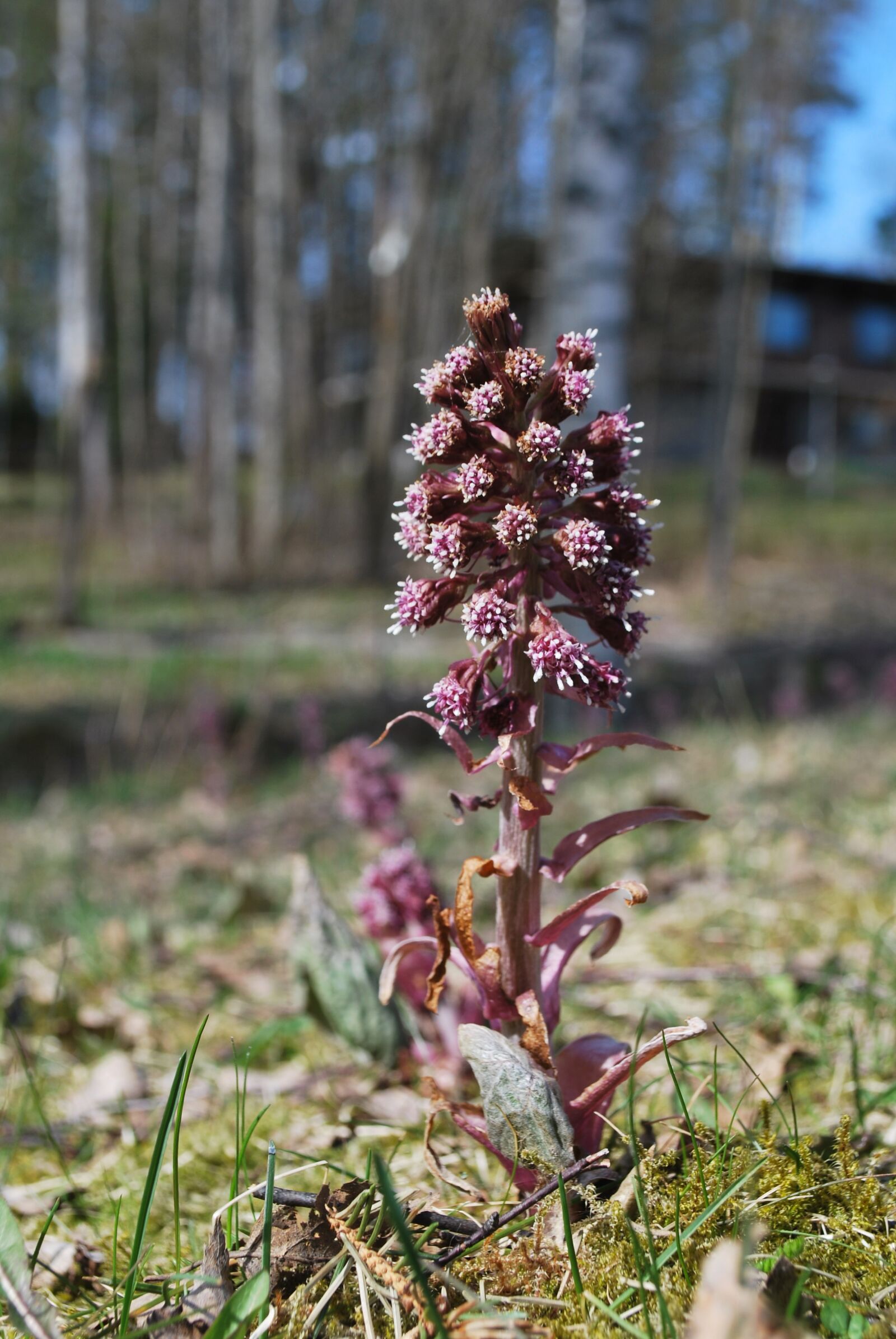 Nikon D60 sample photo. Common butterbur, devil's hat photography