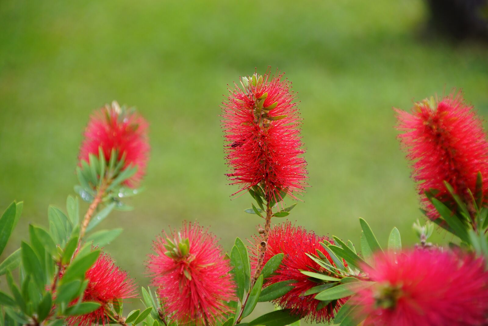 Sony DT 18-200mm F3.5-6.3 sample photo. Flower, bush, montenegro photography