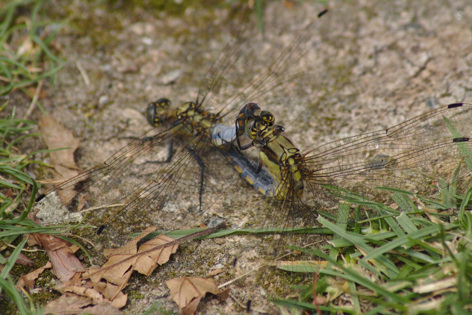 Canon EOS 750D (EOS Rebel T6i / EOS Kiss X8i) sample photo. Dragonfly, sex, insect photography