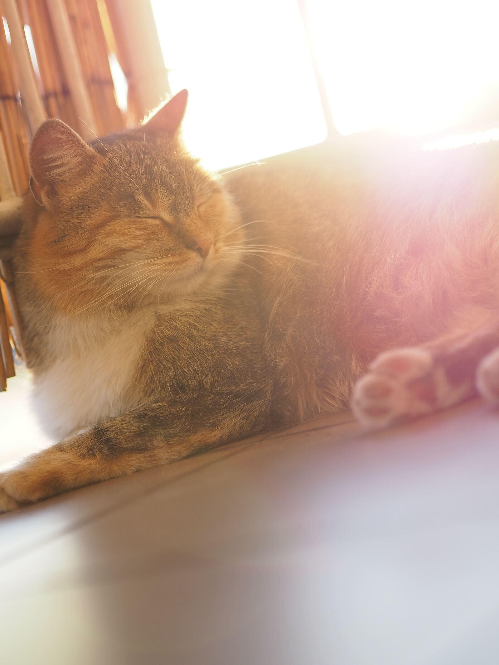 Olympus OM-D E-M10 III + Olympus M.Zuiko Digital 45mm F1.8 sample photo. Cat, balcony, rays of photography