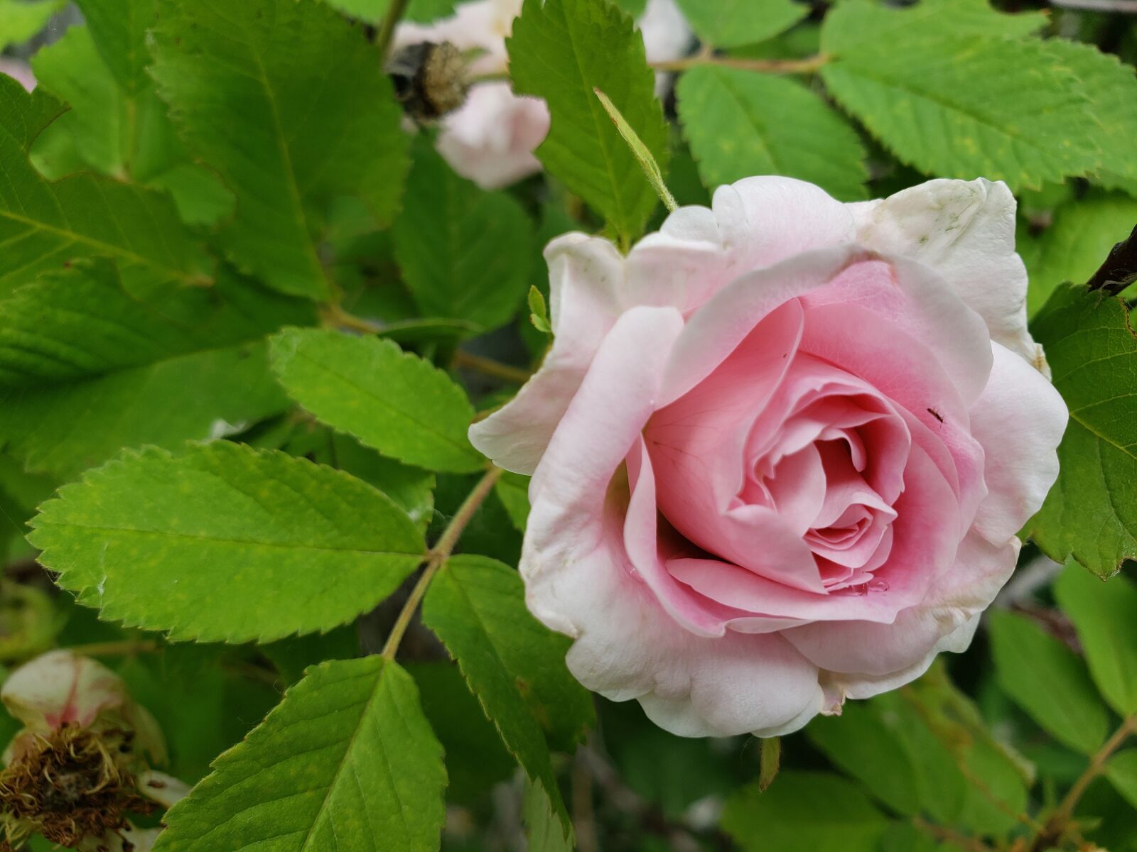 Samsung Galaxy S9 sample photo