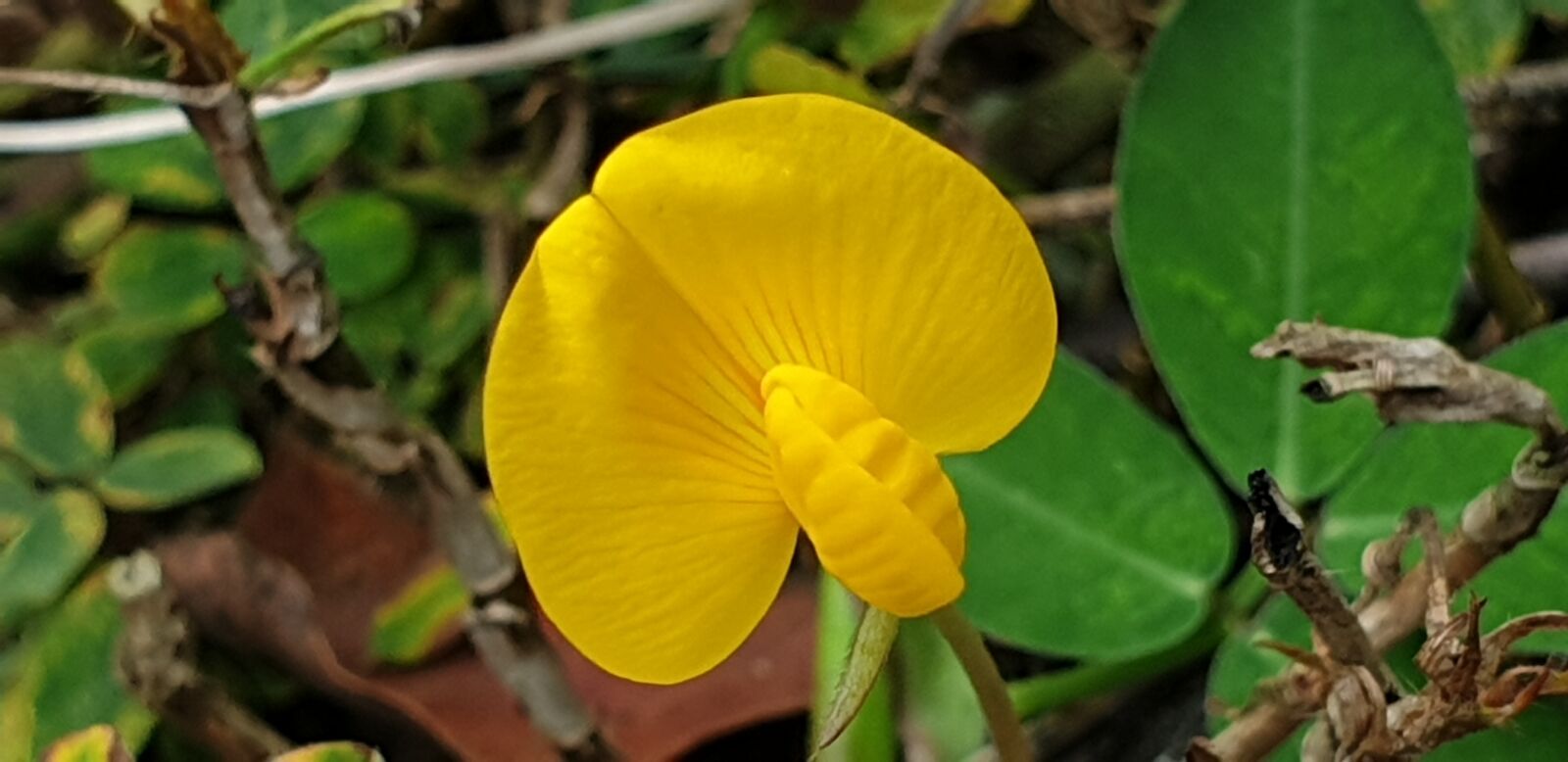 Samsung Galaxy Note9 sample photo. Yellow, butterfly type, flower photography