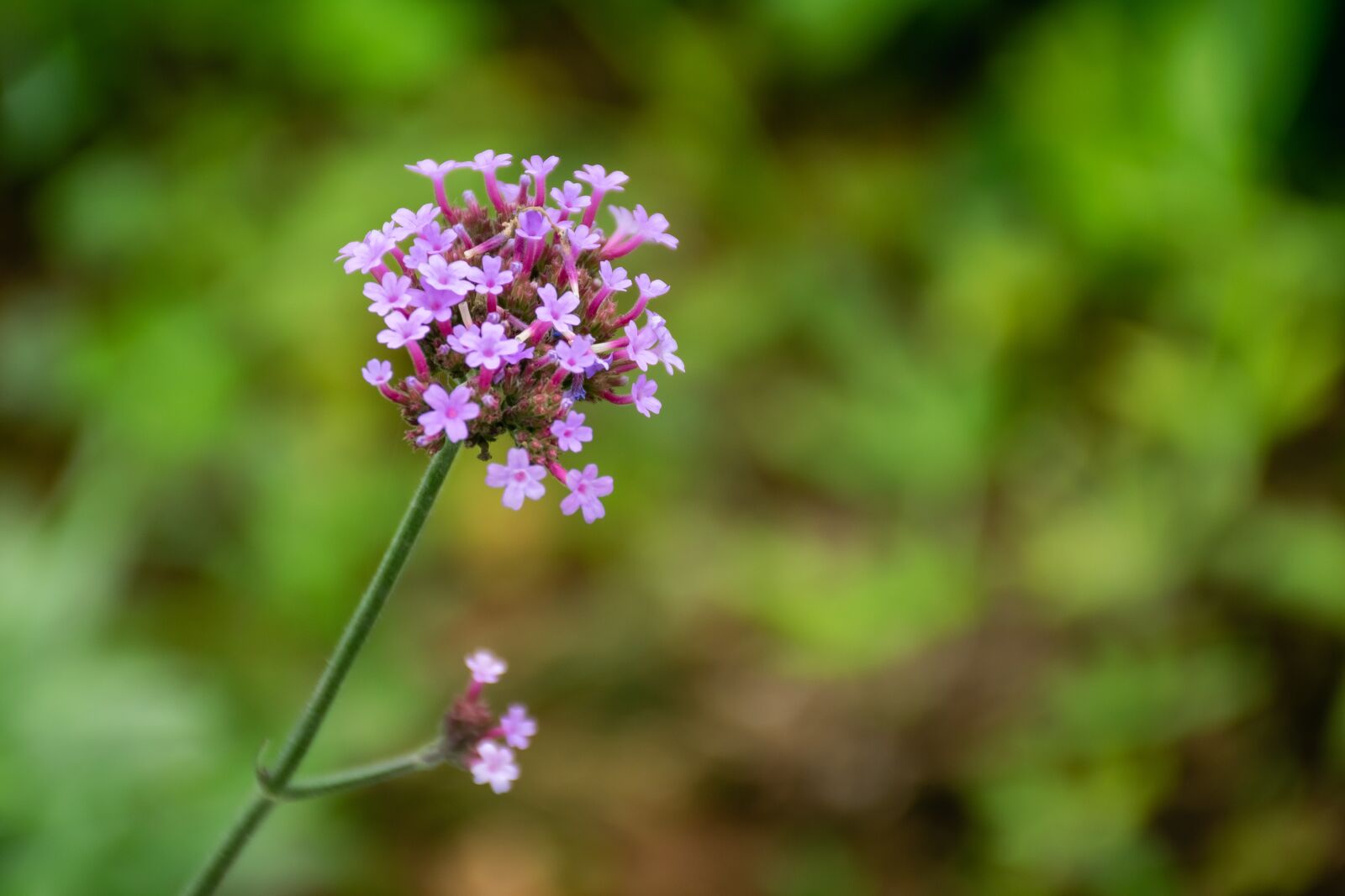 Nikon D5300 sample photo. Flower, nature, pink photography
