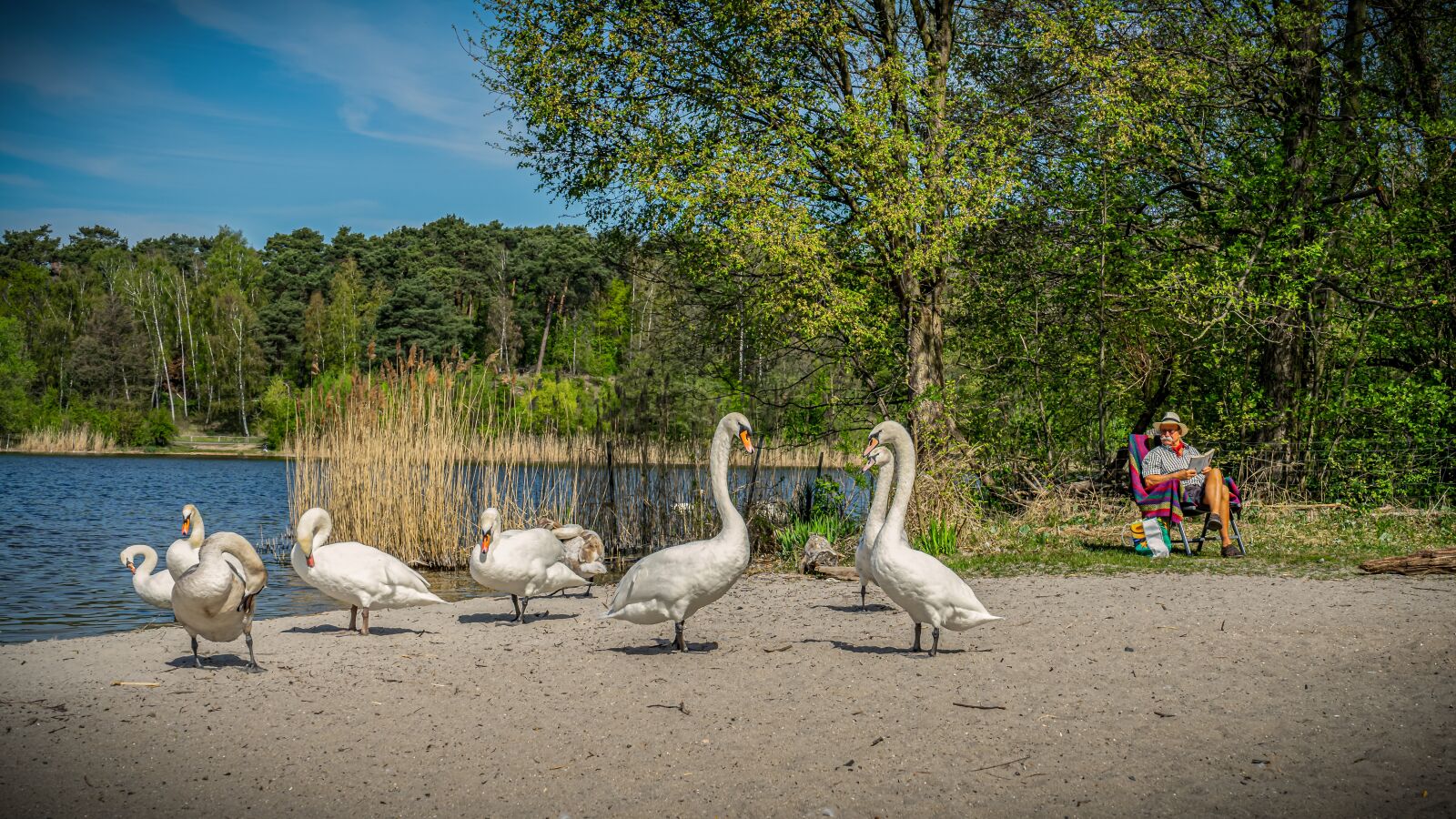 Sony a7 II + Sony FE 28-70mm F3.5-5.6 OSS sample photo. Swan, bank, beach photography