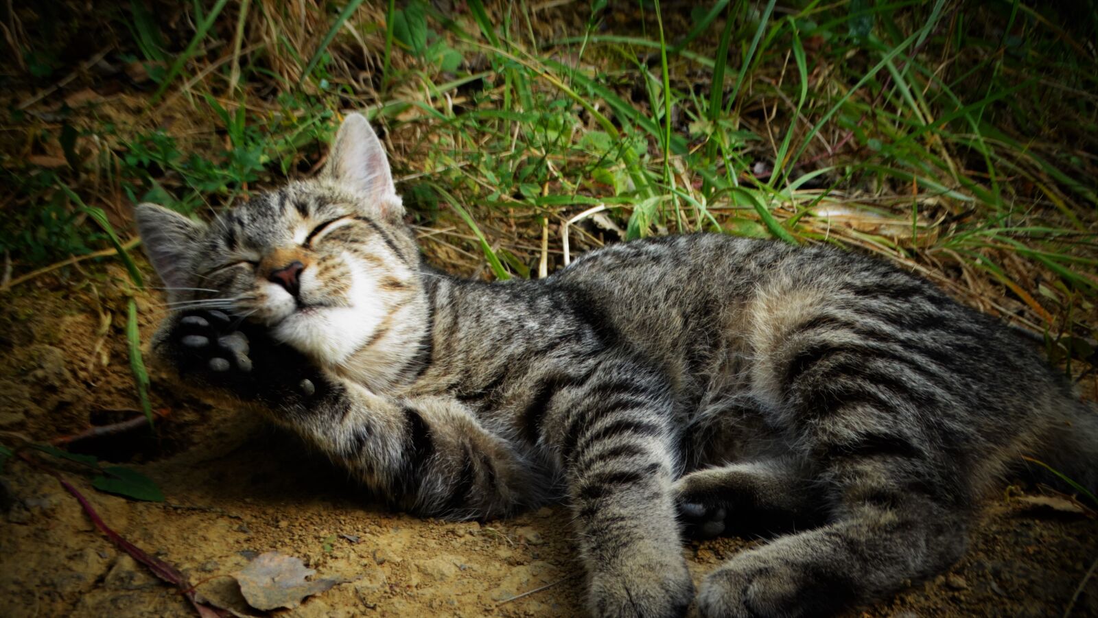 Sony Cyber-shot DSC-HX300 sample photo. Cat, kitten, animal photography