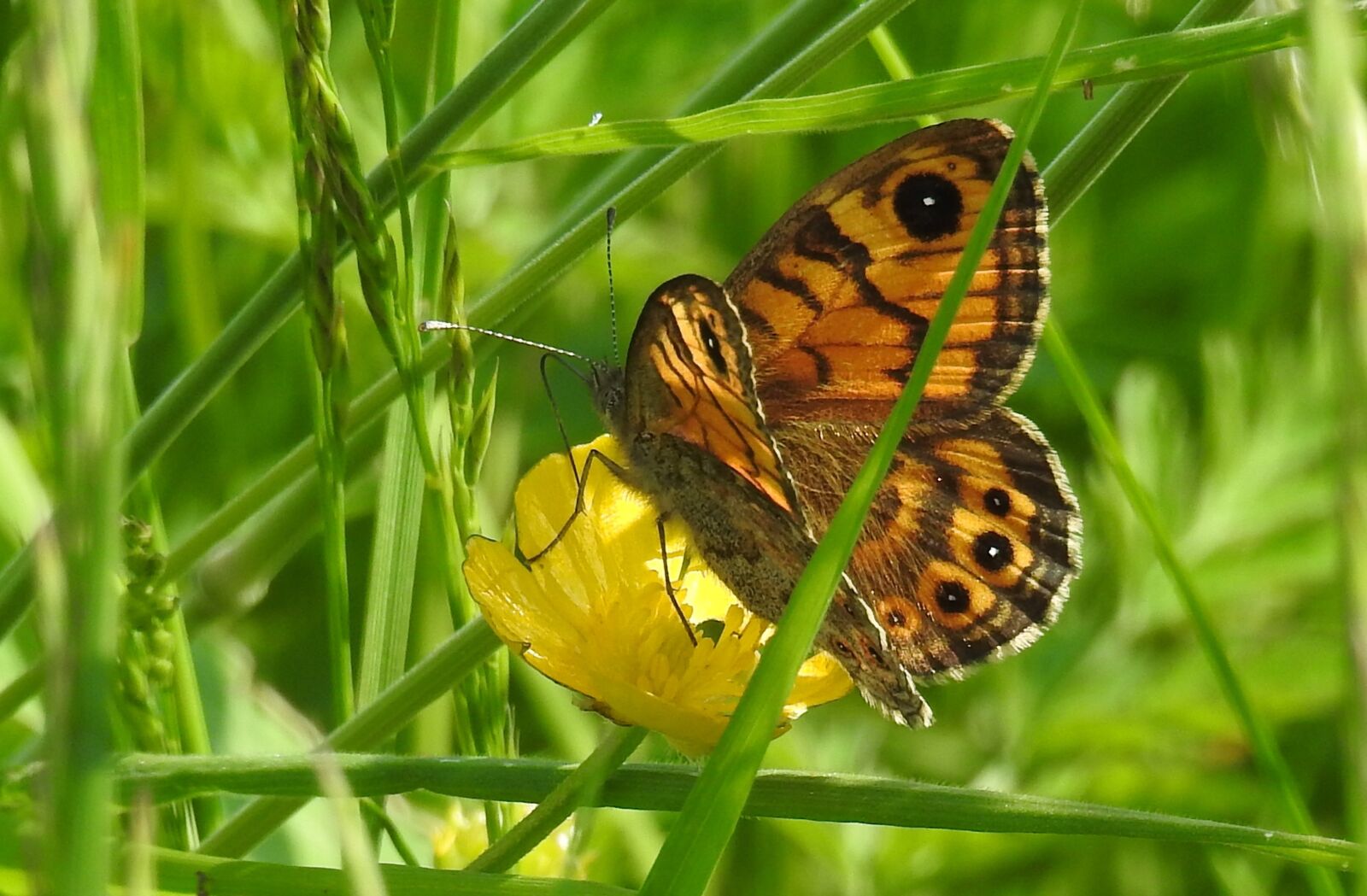 Nikon Coolpix P900 sample photo. Wall fox, butterfly, close photography
