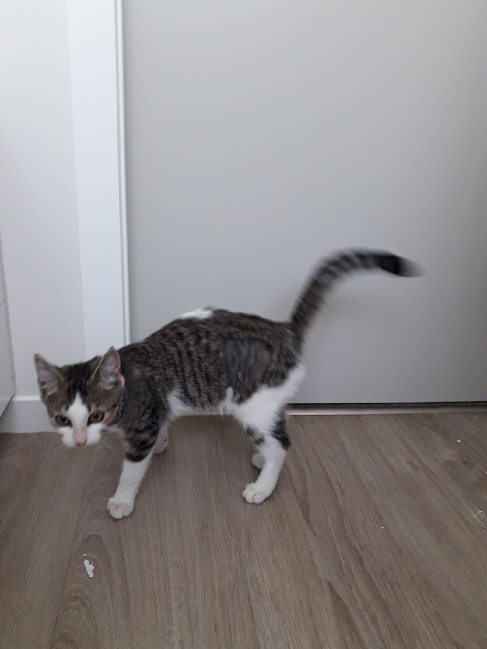 Samsung Galaxy J4 sample photo. Kitten, tabby cat, pet photography