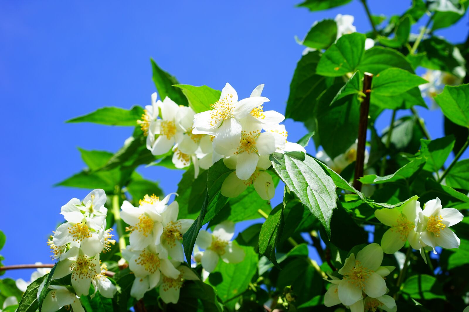 Sony a7 + Sony Sonnar T* FE 55mm F1.8 ZA sample photo. Mock orange, jasmin, flowers photography