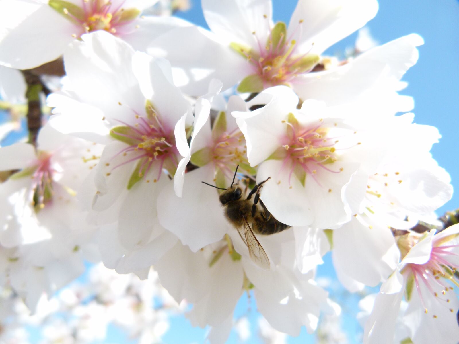 Leica V-Lux 2 sample photo. Almond tree, flower, bee photography