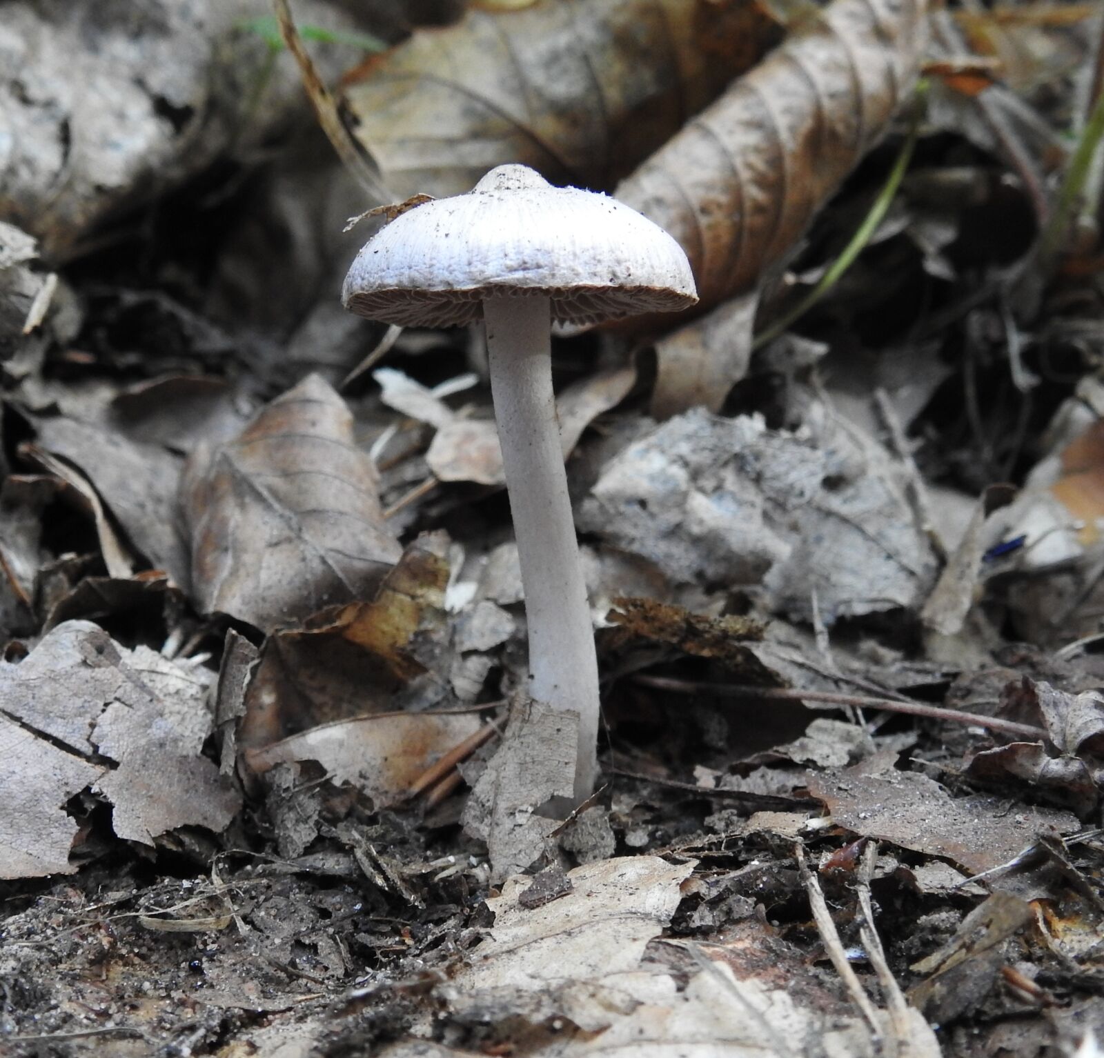 Nikon Coolpix P900 sample photo. Mushroom, forest, forest mushroom photography