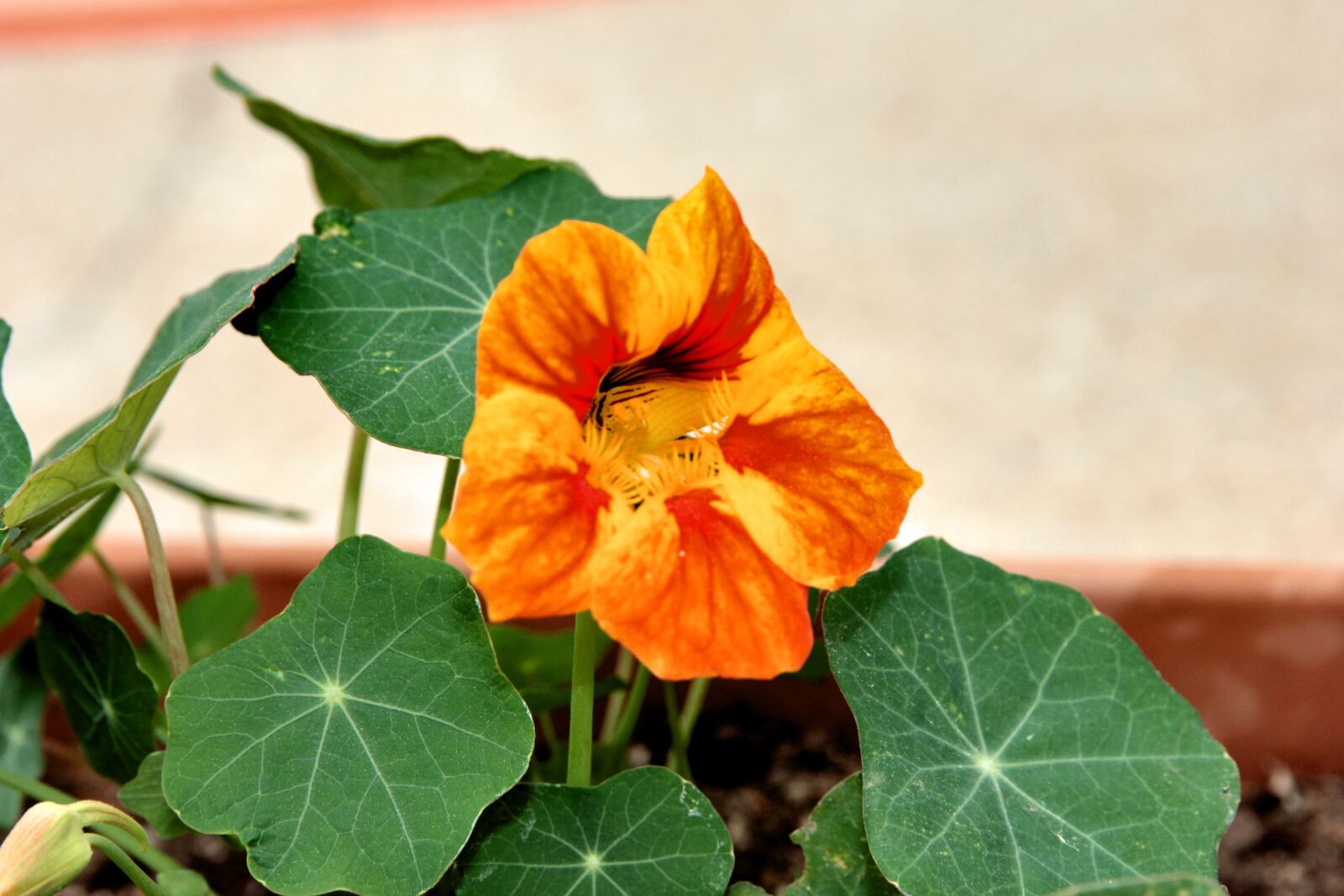 Canon EF 24-70mm F2.8L II USM sample photo. Nasturtium, plant, flower photography