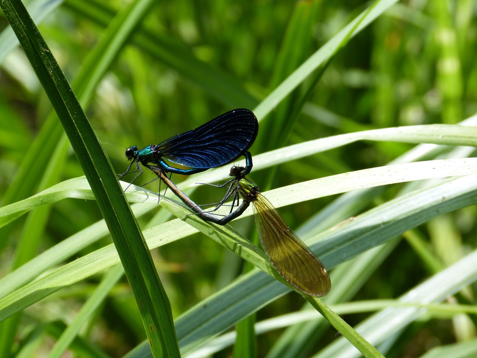 Panasonic Lumix DMC-FZ150 sample photo. Dragonfly, love, couple photography
