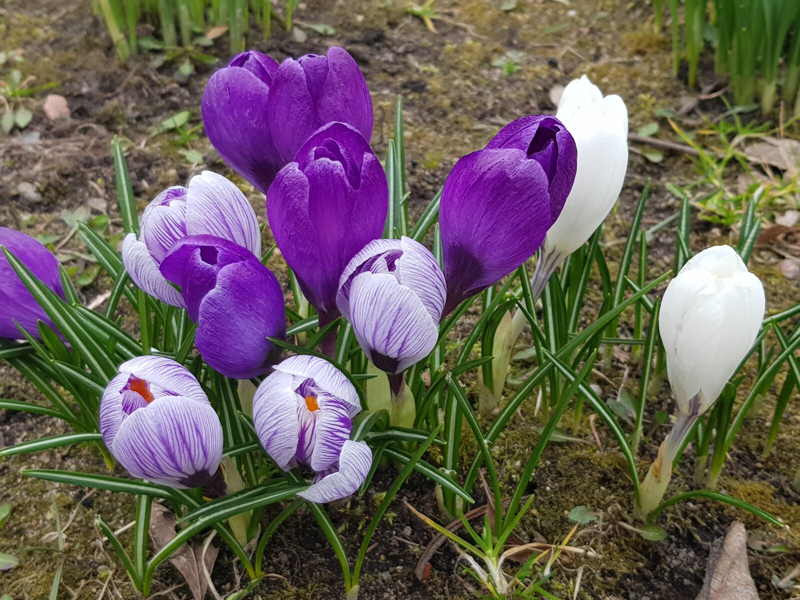 Samsung Galaxy S8 sample photo. Spring, heat, awakening photography