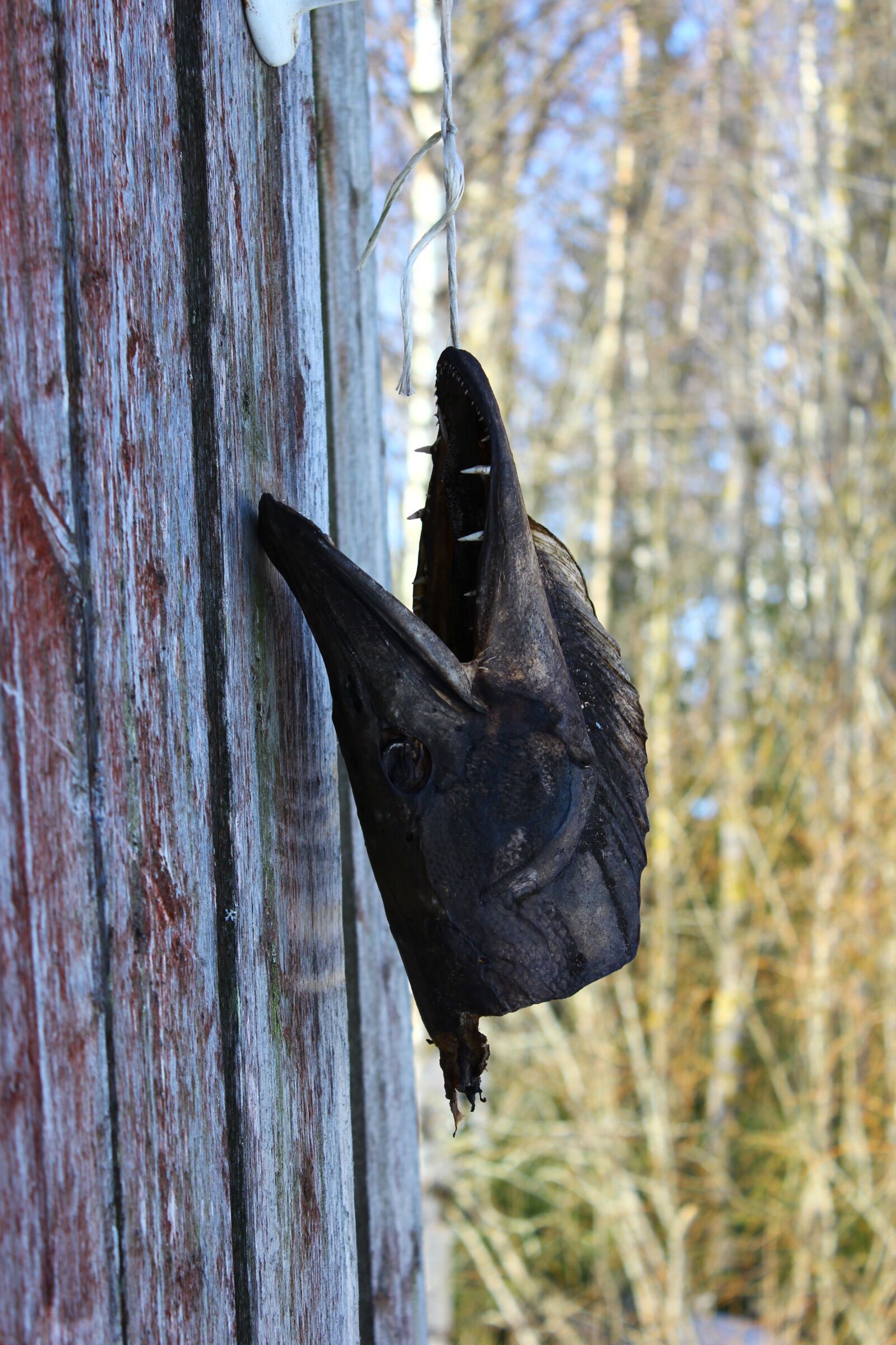 Canon EOS 550D (EOS Rebel T2i / EOS Kiss X4) sample photo. Head, nature, countryside photography