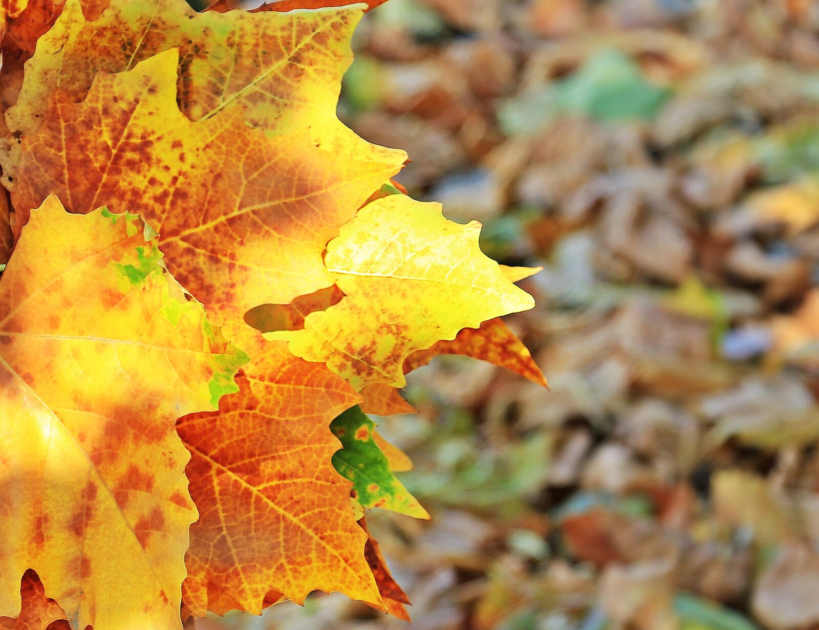 Canon EOS 550D (EOS Rebel T2i / EOS Kiss X4) sample photo. Autumn, fall leaves, leaves photography