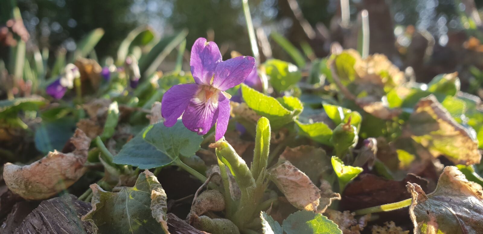 Samsung Galaxy S9+ sample photo. Nature, plant, flower photography