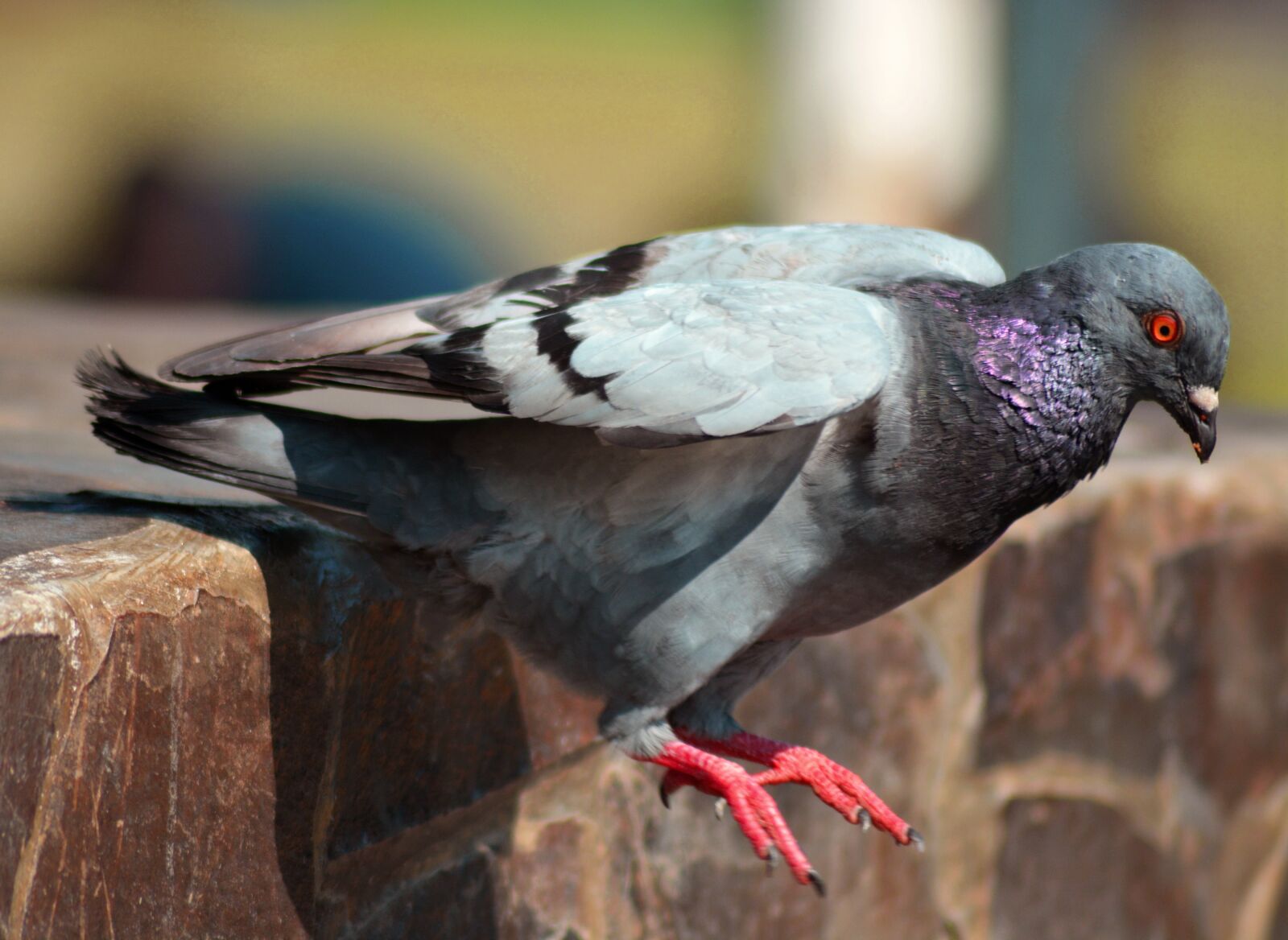 Nikon D5200 sample photo. Pigeon, dove, bird photography