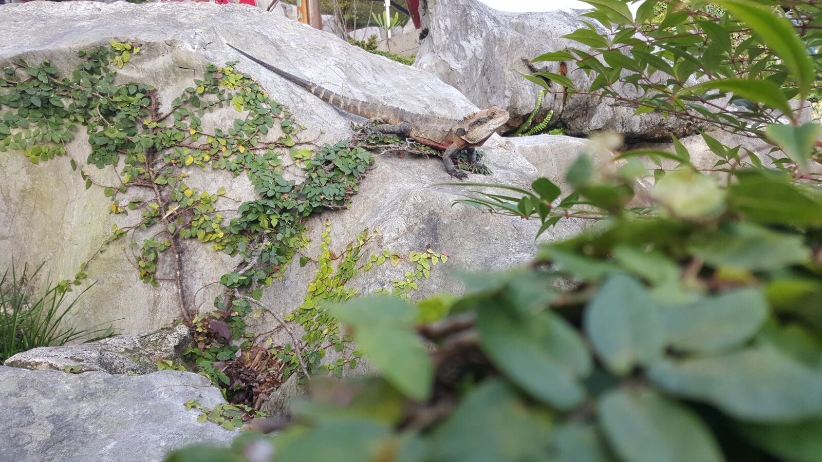 Samsung Galaxy S6 sample photo. Bearded dragon, reptile, garden photography