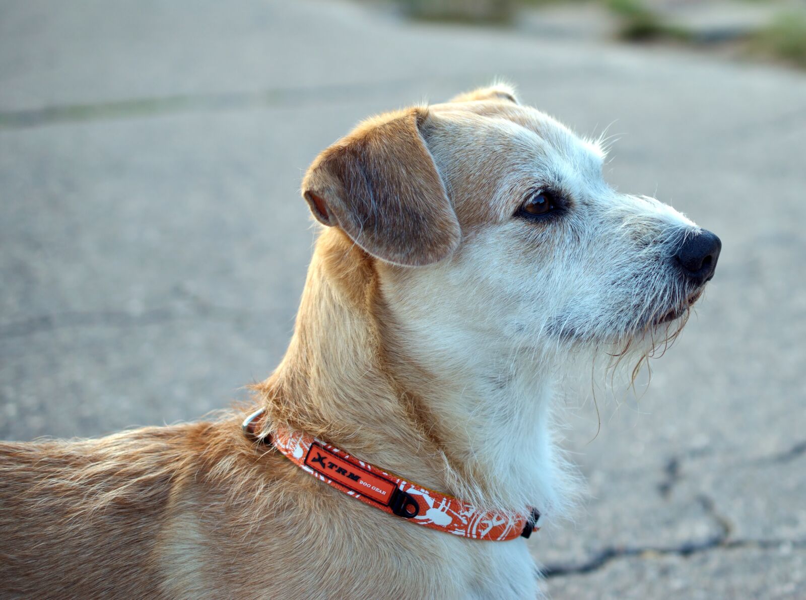 Nikon D5300 sample photo. Dog, the head of photography