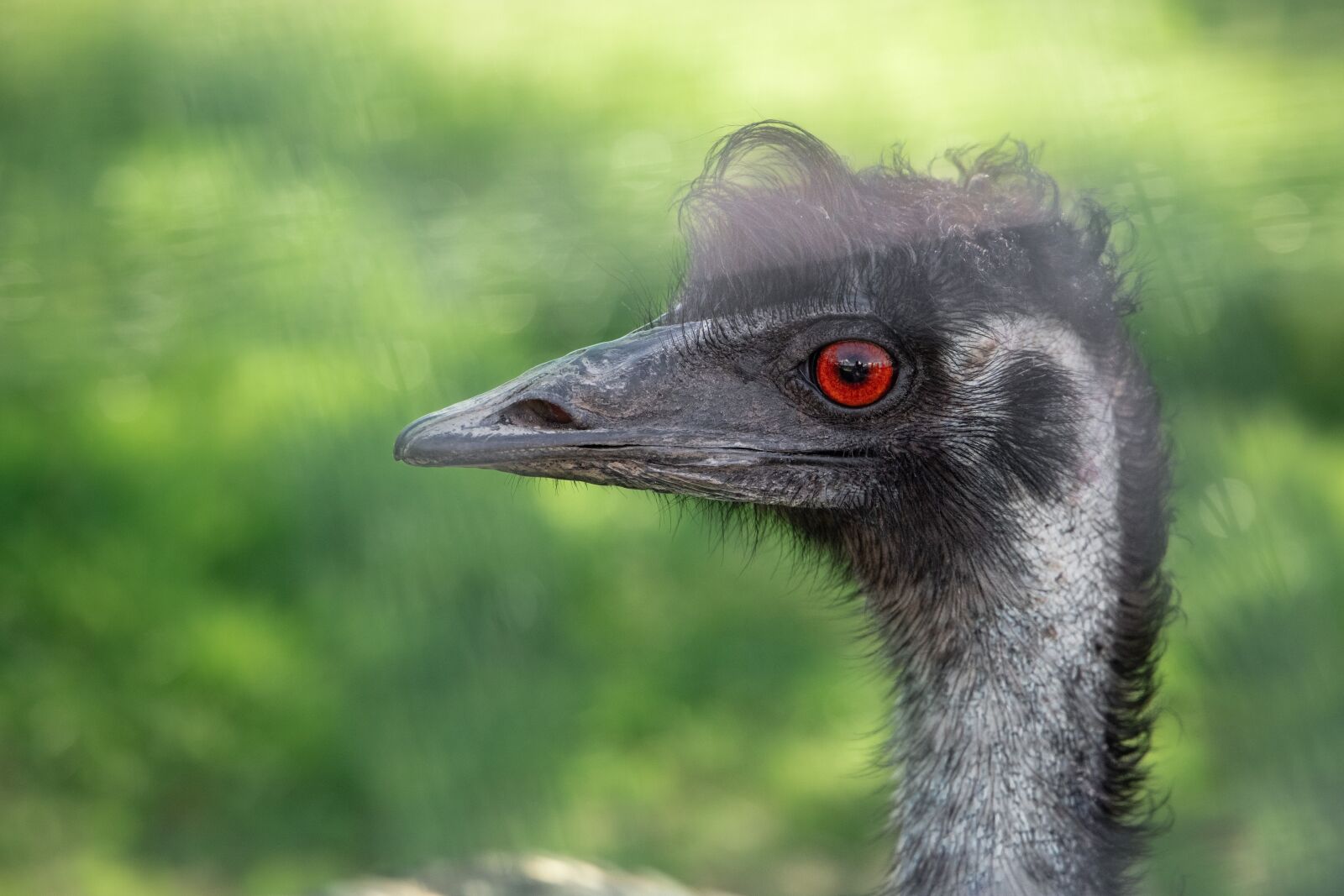 Canon EOS 6D Mark II sample photo. Emu, bird, animal photography