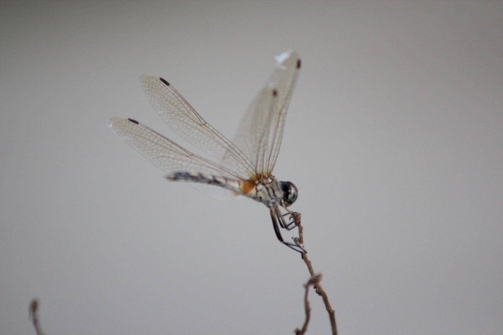 Canon EF75-300mm f/4-5.6 sample photo. Butterfly, insects, bangladesh photography