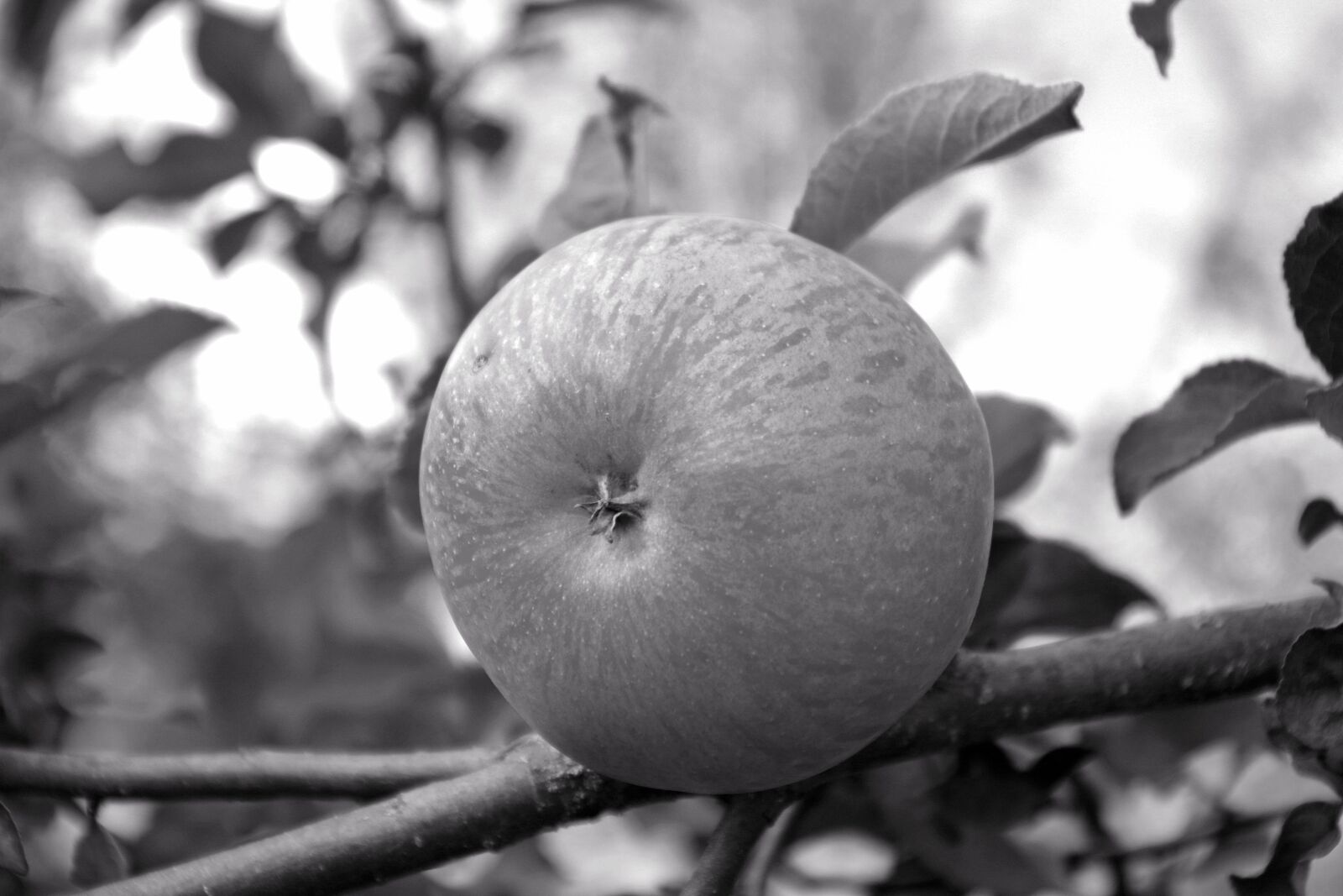 Pentax K-S2 sample photo. Apple, tree, fruit photography