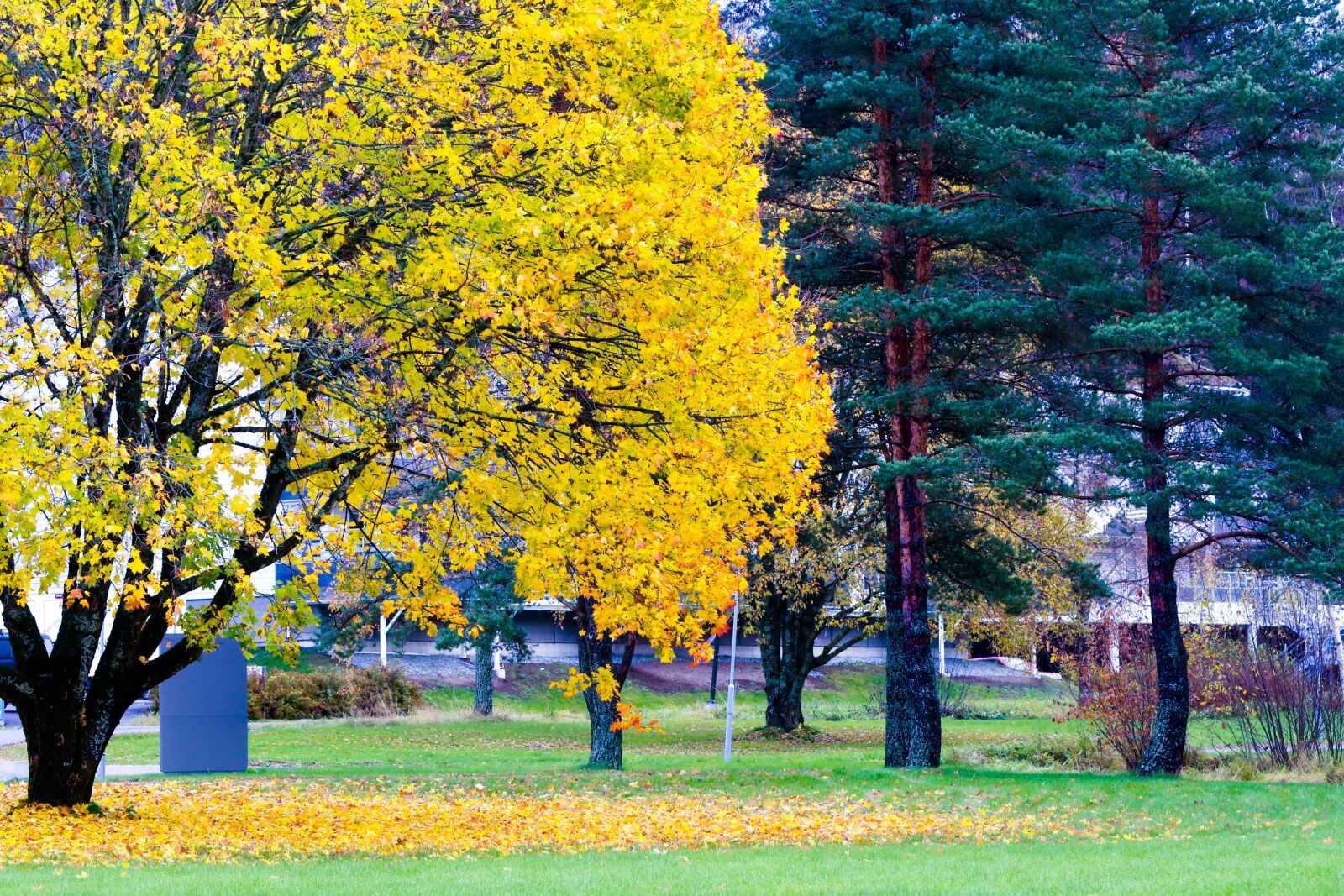 Canon EOS 7D Mark II sample photo. Tree, autumn, autumn landscape photography