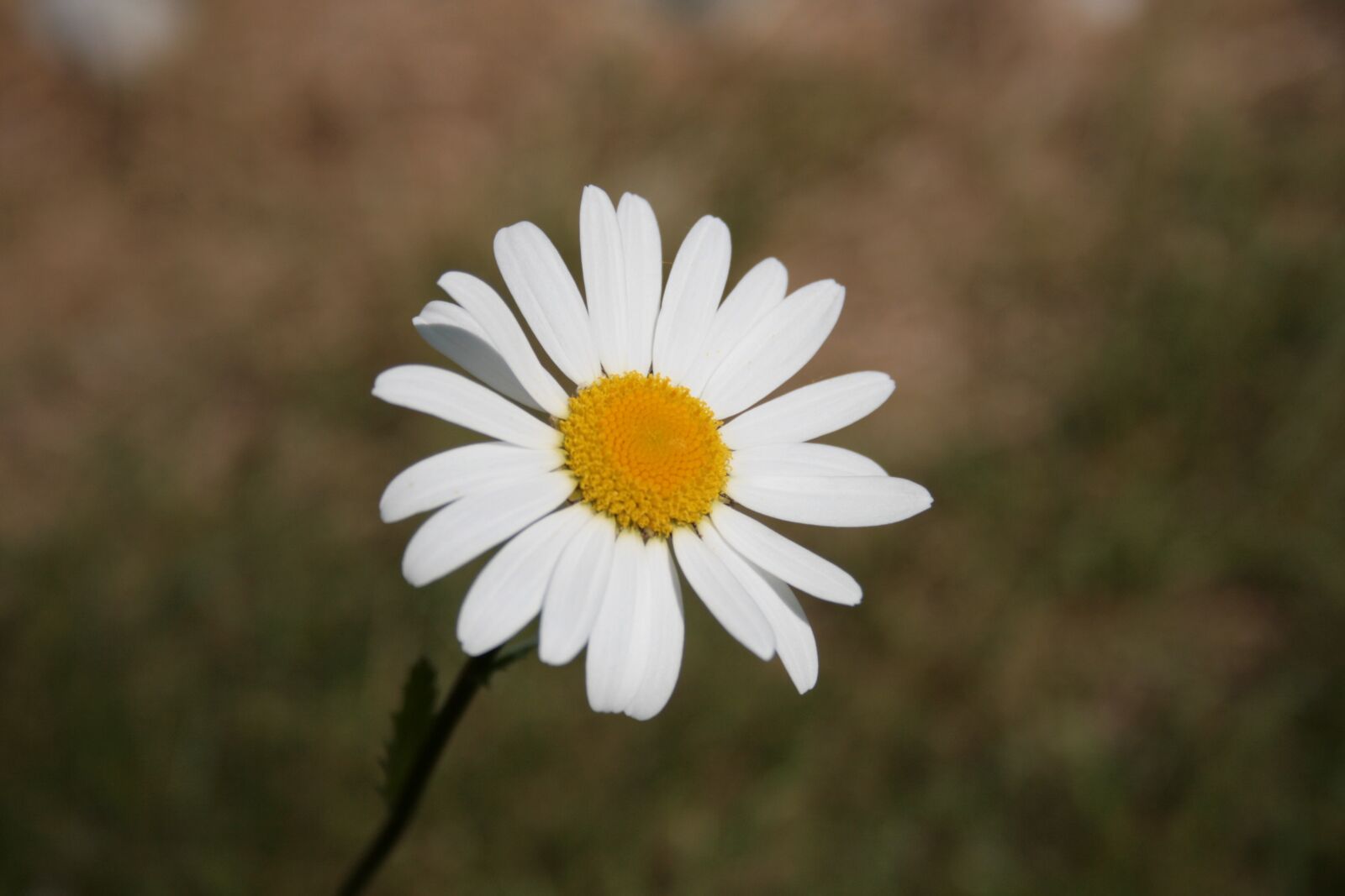 Canon EOS 400D (EOS Digital Rebel XTi / EOS Kiss Digital X) sample photo. Flower, marguerite, blossom photography