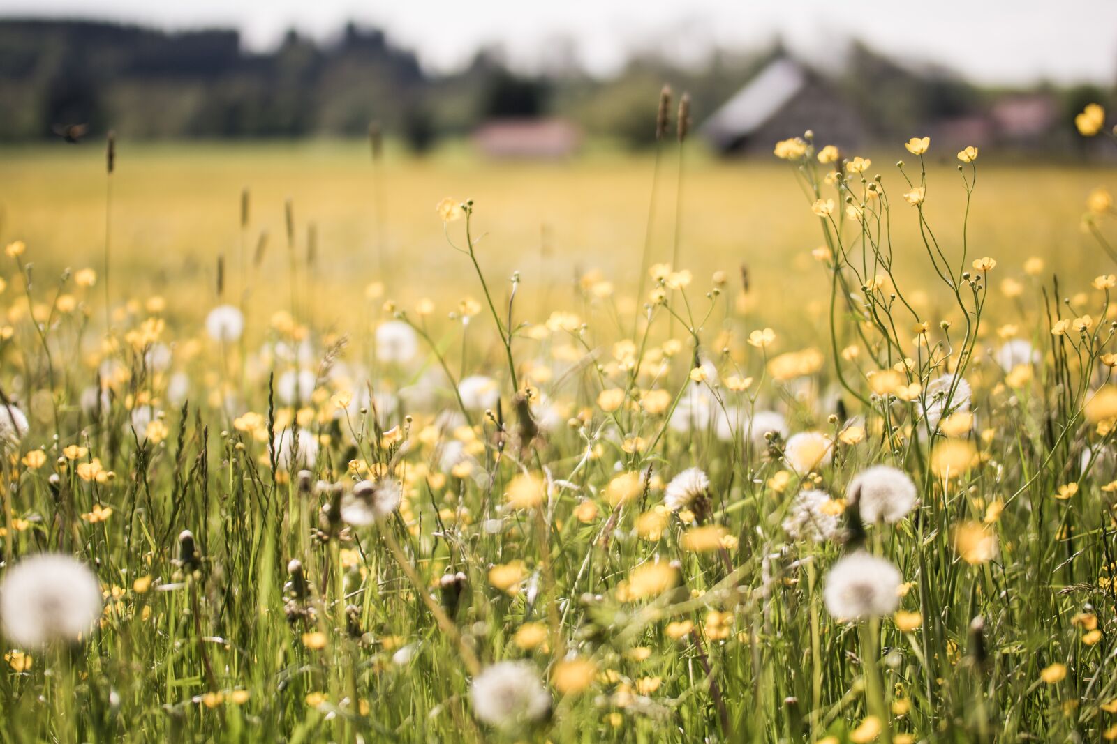Nikon D5200 sample photo. Dandelion, field, depth of photography