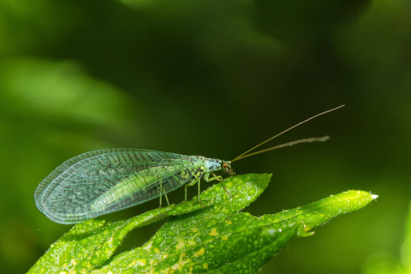 Canon EF 100mm F2.8L Macro IS USM sample photo. Lacewing, insect, fly photography