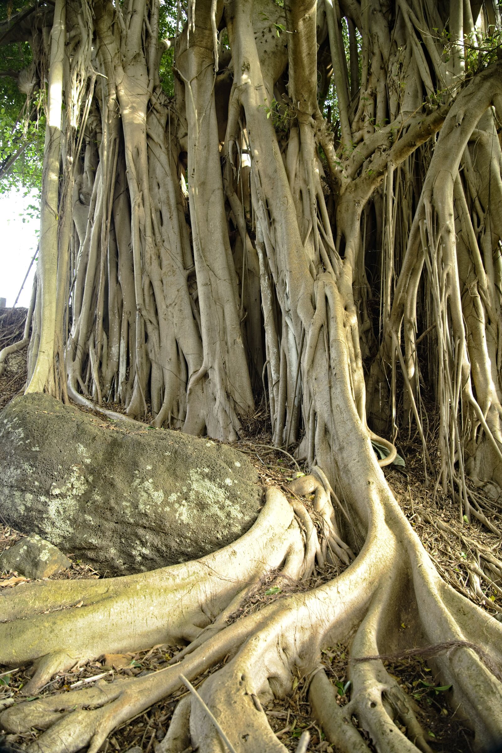 Sony a7 III sample photo. Tree, banyan, fig photography