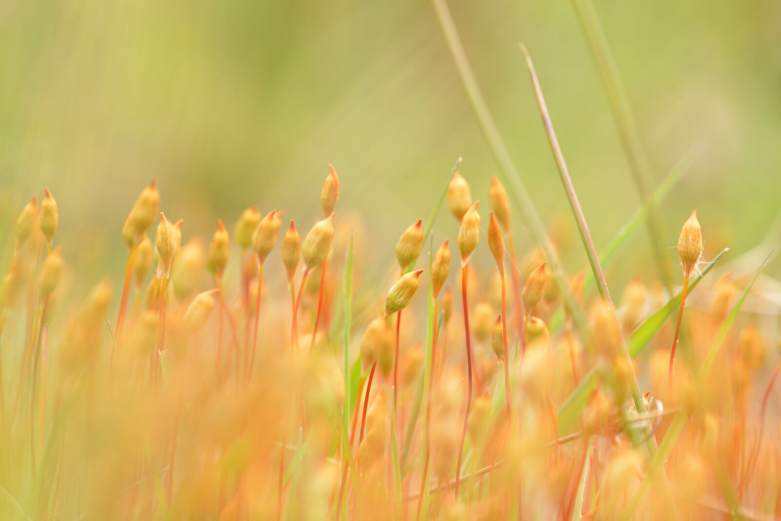 Nikon D5200 sample photo. Moss flower, flower, moss photography