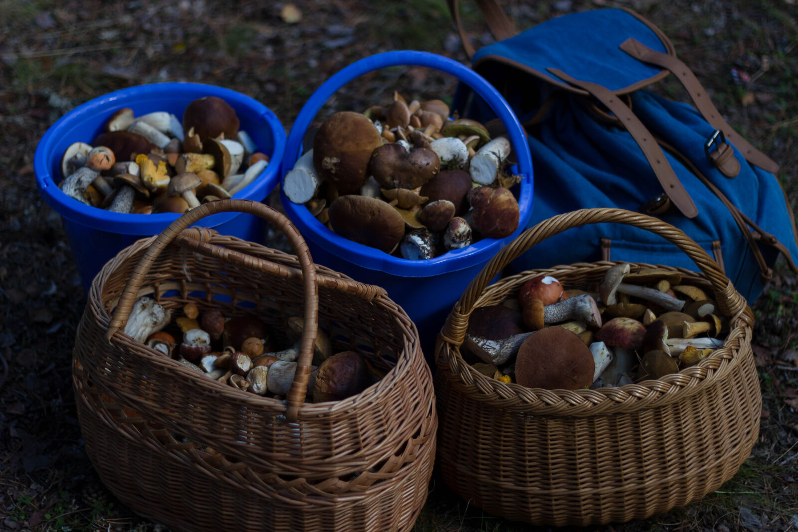 Canon EF 50mm F1.8 II sample photo. Four, basket, of, mushrooms photography
