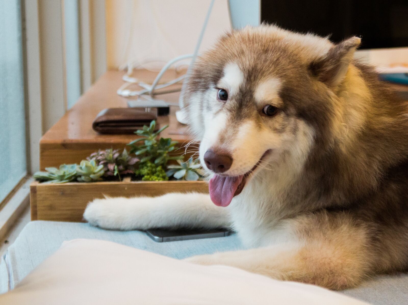 Canon EOS 60D sample photo. Dog, puppy, animal photography