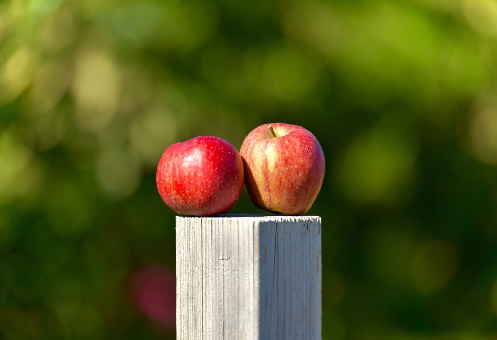 Nikon D810 sample photo. Apple, outside, orchard photography