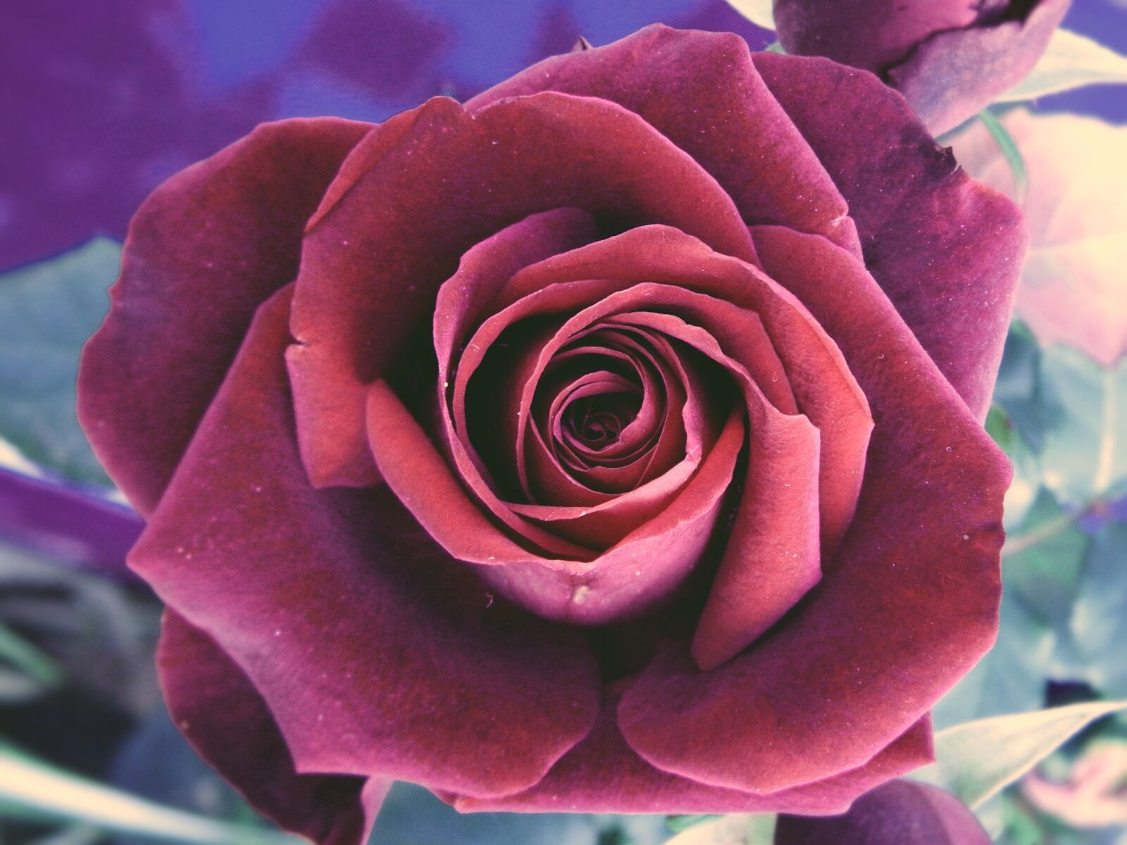 Olympus SP600UZ sample photo. Rose, flower, petal photography