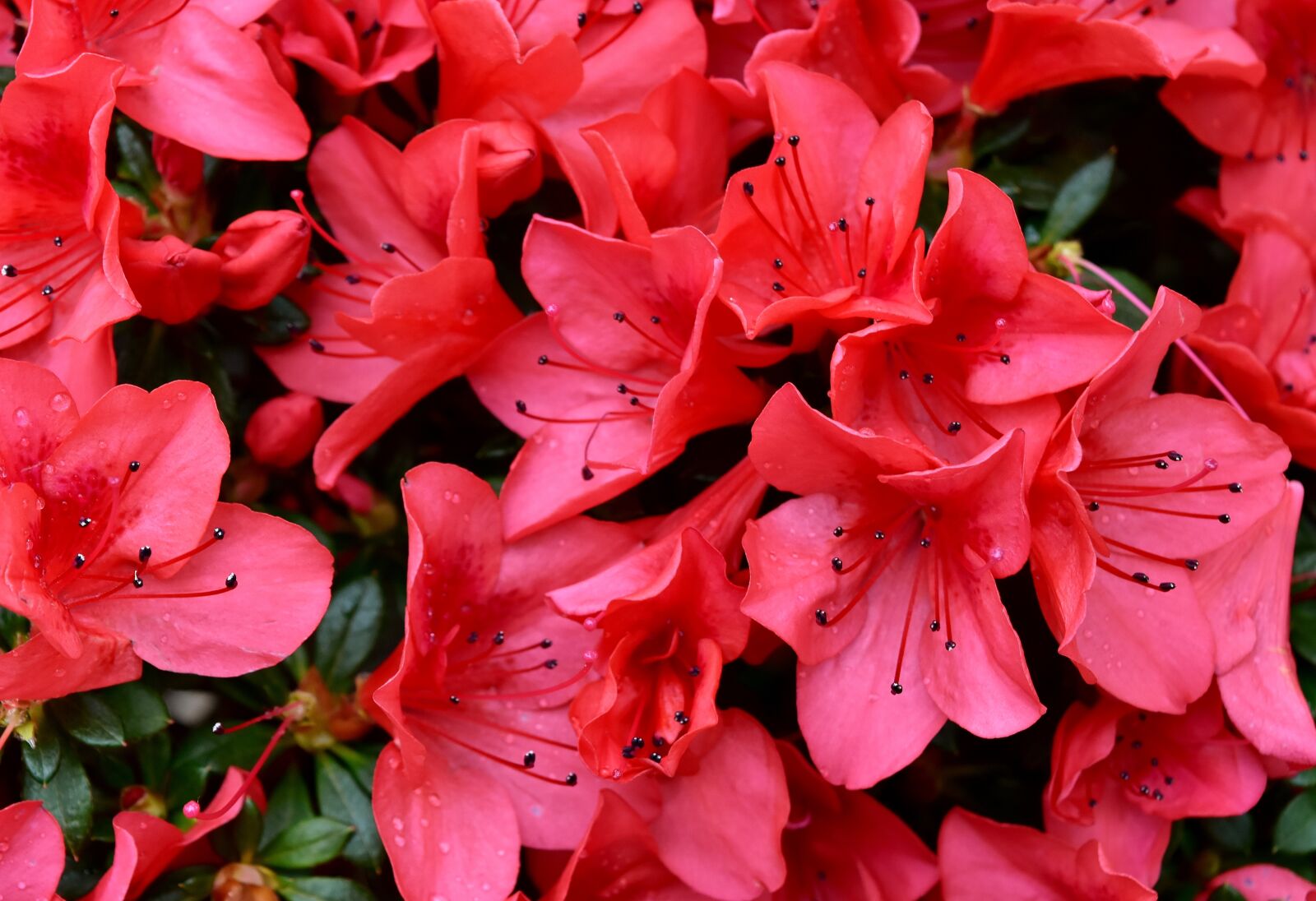 Nikon D7200 sample photo. Flowers, red, spring photography