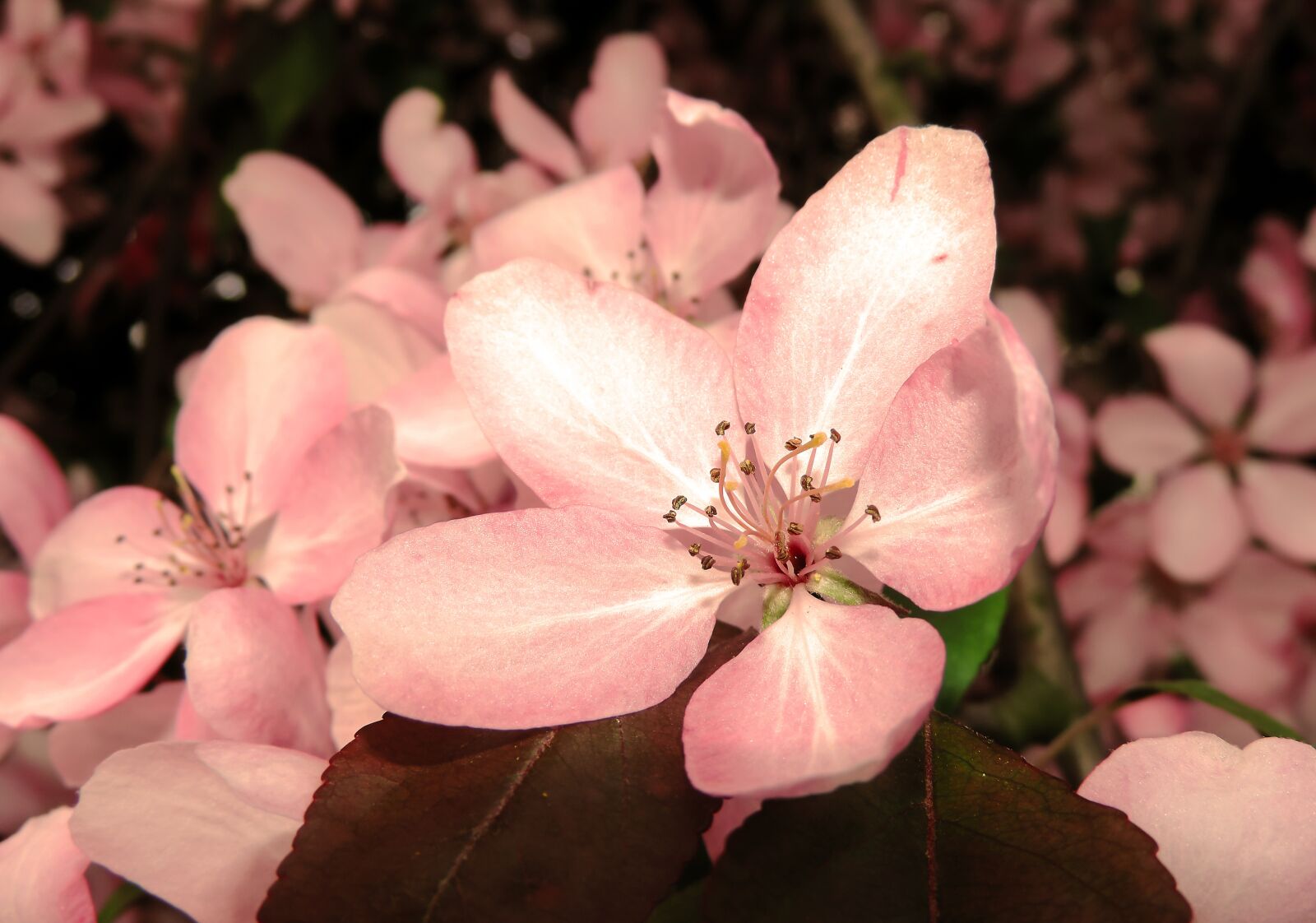 Nikon Coolpix P520 sample photo. Apple, flower, spring photography