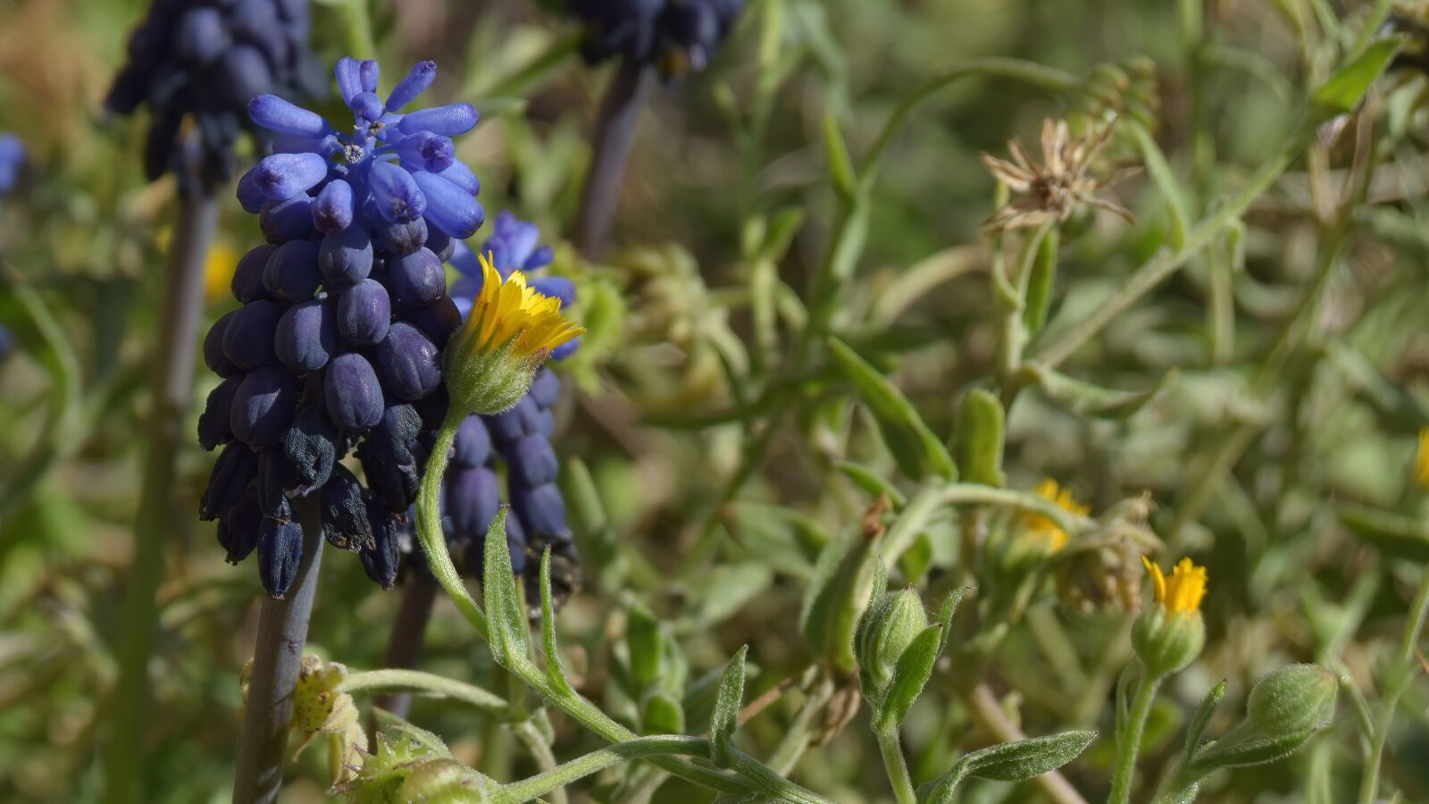 Nikon D3300 sample photo. Flowers, nature, colorful photography