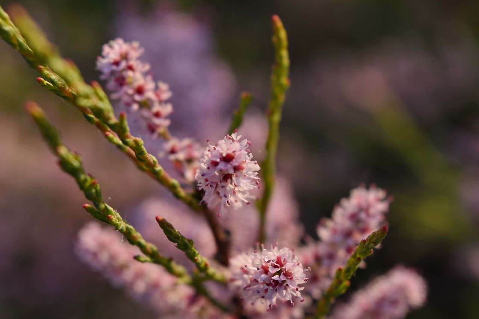 Nikon D5500 sample photo. Branches, spring time, flower photography
